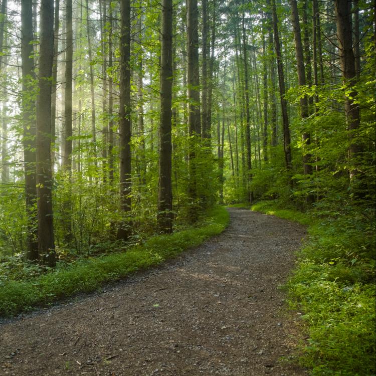 Forest pathway